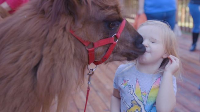 Tierische Therapie: Lamas zum kuscheln und liebhaben